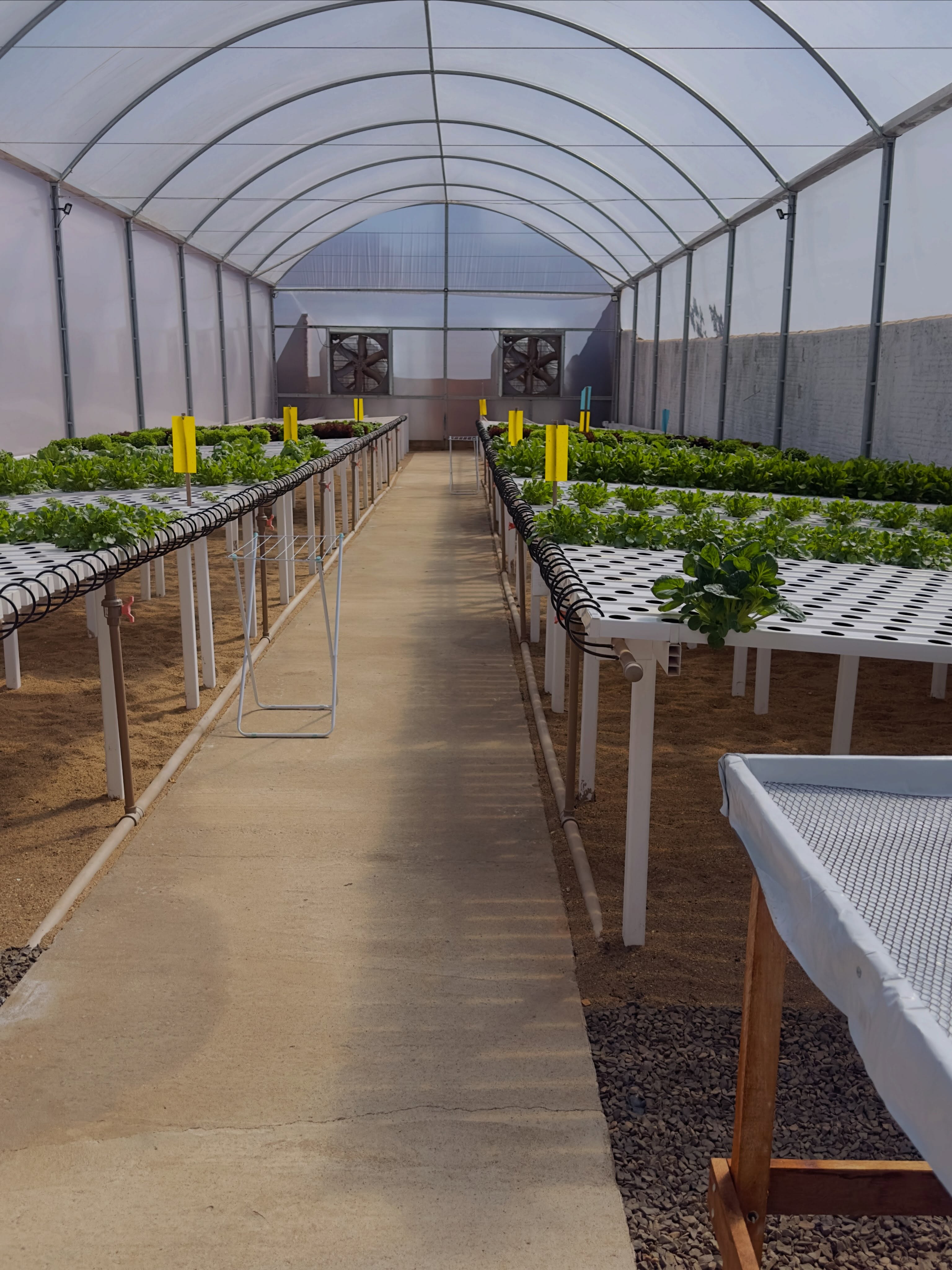 Estufa de cultivo hidropônico parceira da Nú Poke em Passos–MG, produzindo alfaces e folhas sem agrotóxicos